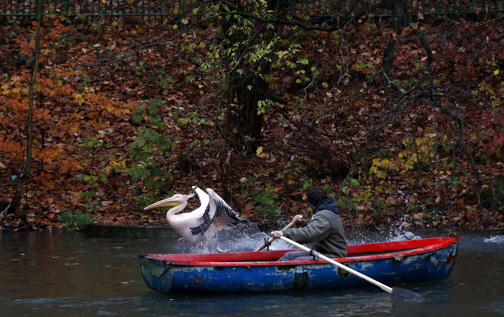 Rounding up pelicans
